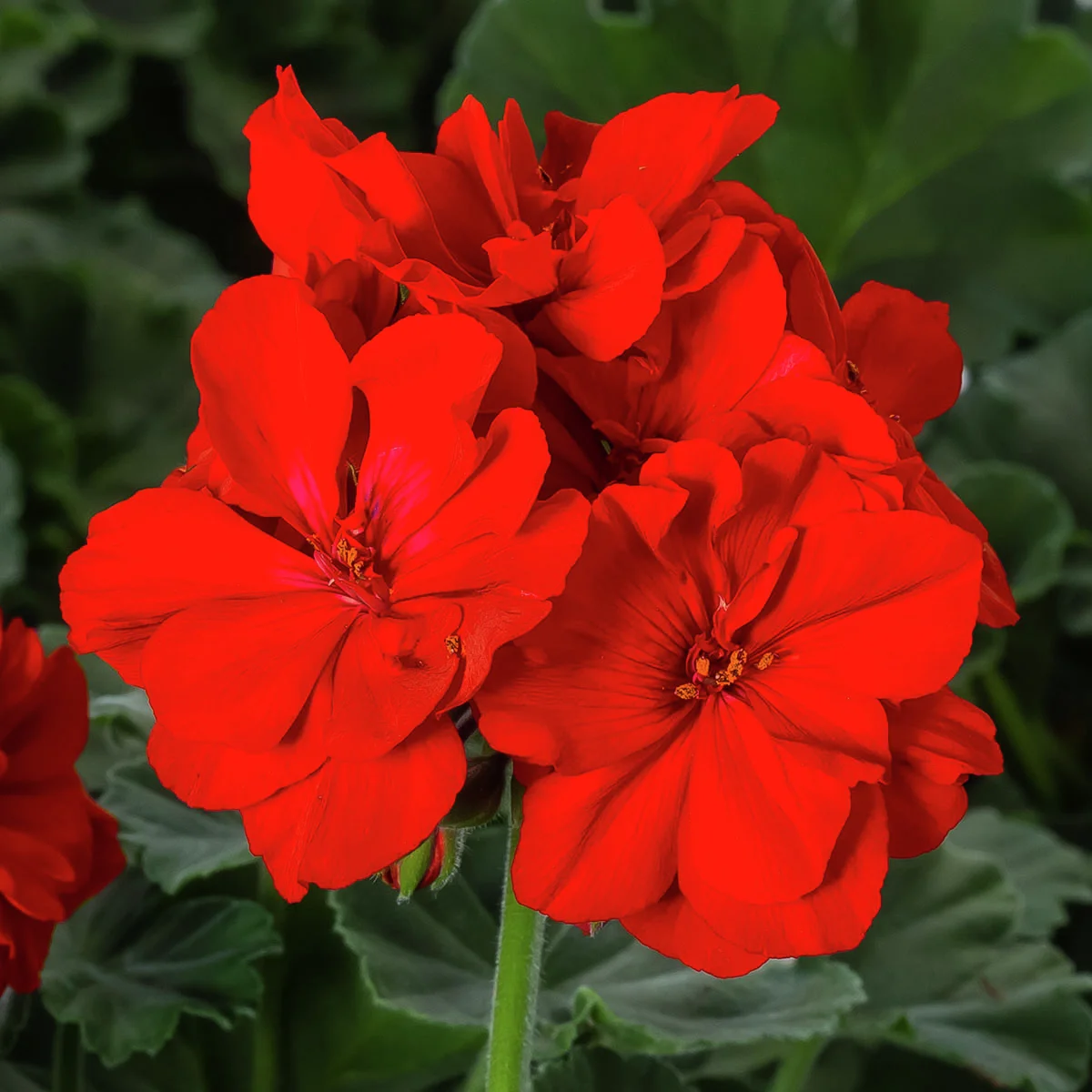 Geranie, rot