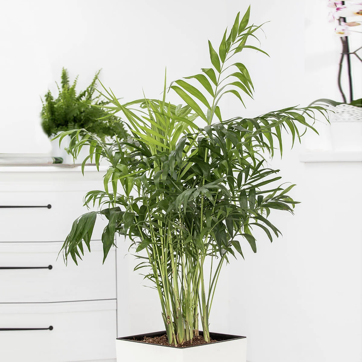 Bergpalme, im ca. 17 cm-Topf, Höhe ca. 40-60 cm