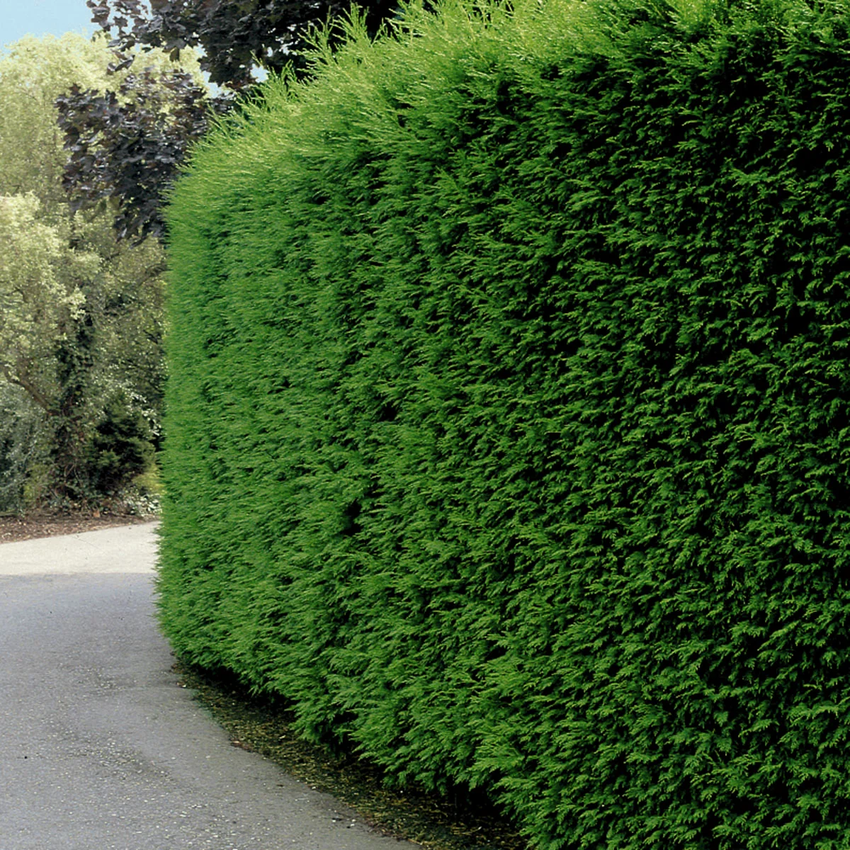 Leylandzypresse, Höhe ca. 25-30 cm