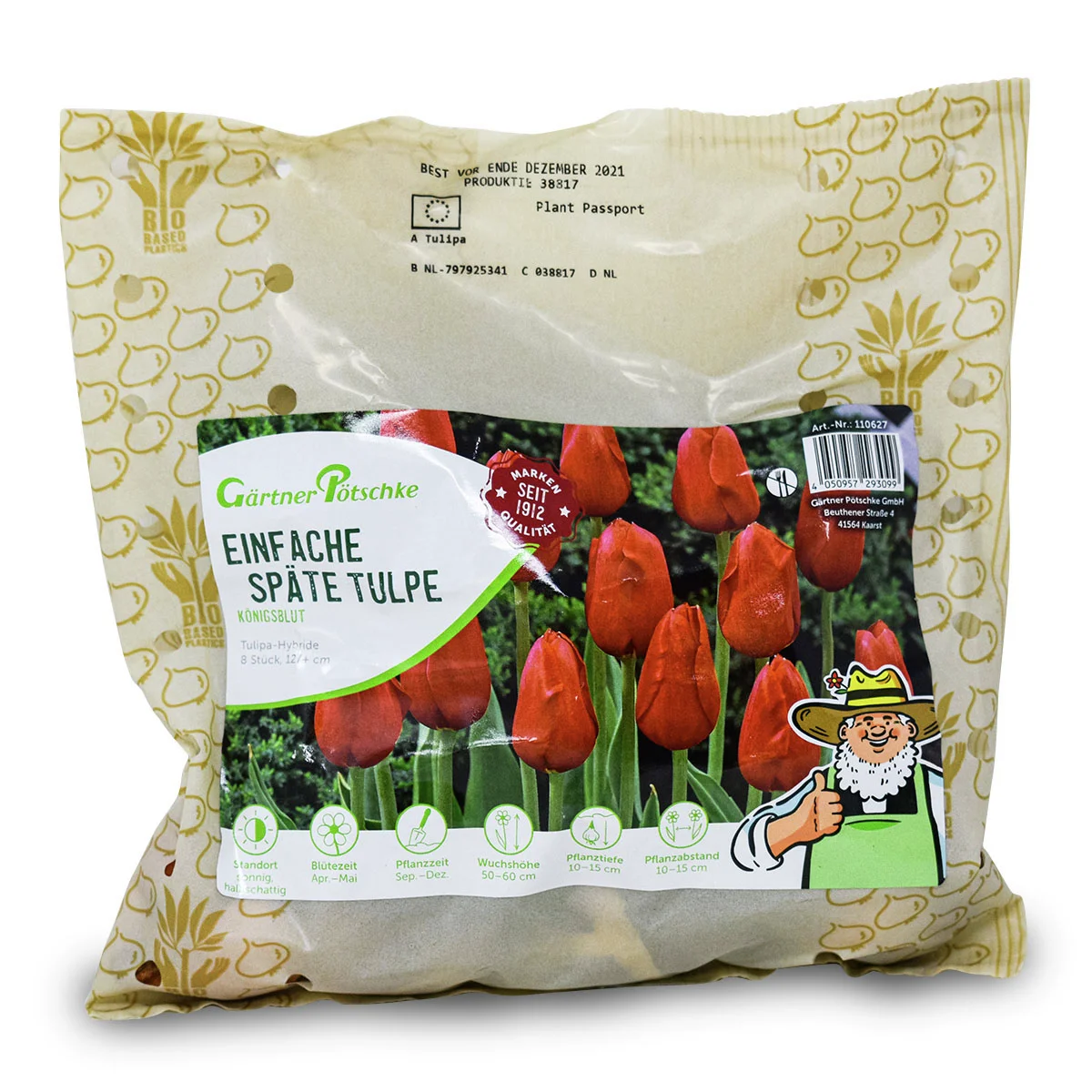 Tulpe Königsblut