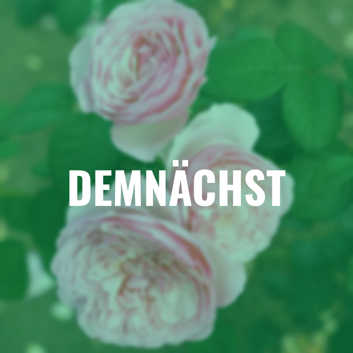 Sense of Love®-Duftrose Unique Aroma™