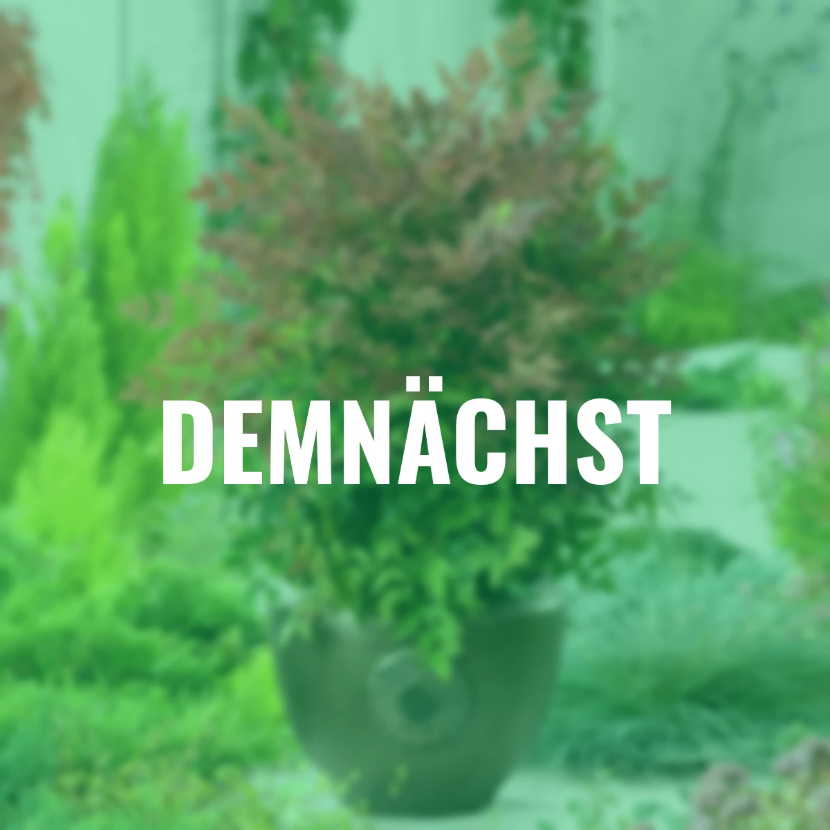 Heiliger Bambus Nandina