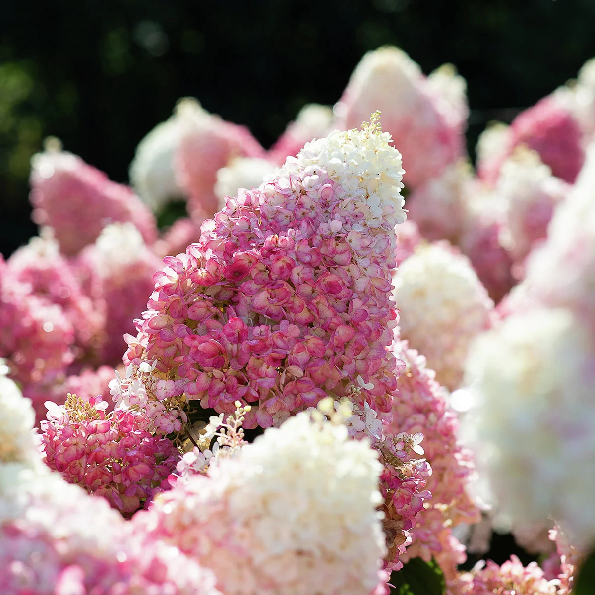 Rispenhortensie Living Strawberry Blossom®