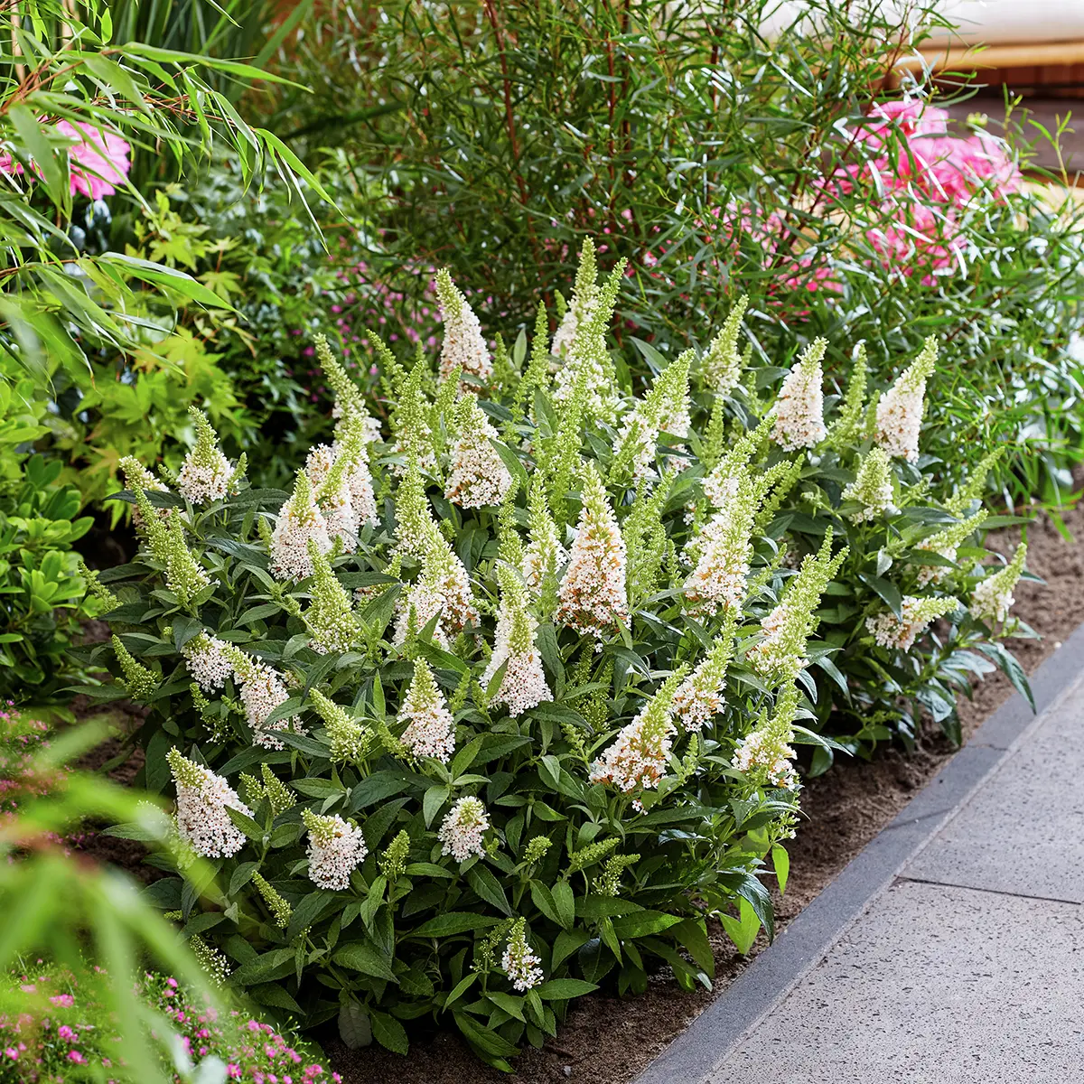 Zwerg-Schmetterlingsflieder Butterfly Candy® Little White