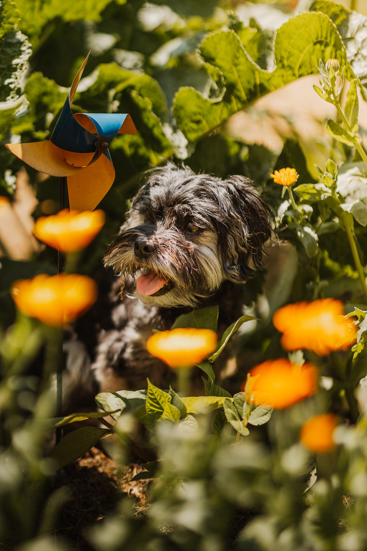 Gartenfoto von Regina – Platz 3 beim Gärtner Harry Fotowettbewerb „Dein schönster Garten-Moment im Sommer“
