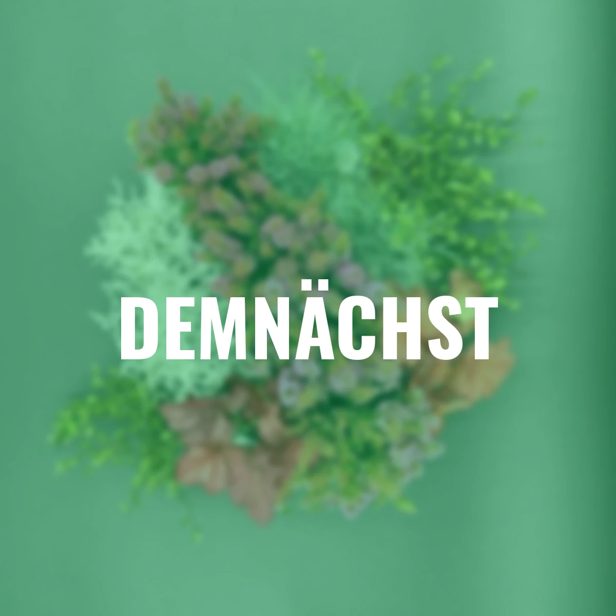 Herbstpflanzen-Set Herbstwunder, 12 Stück