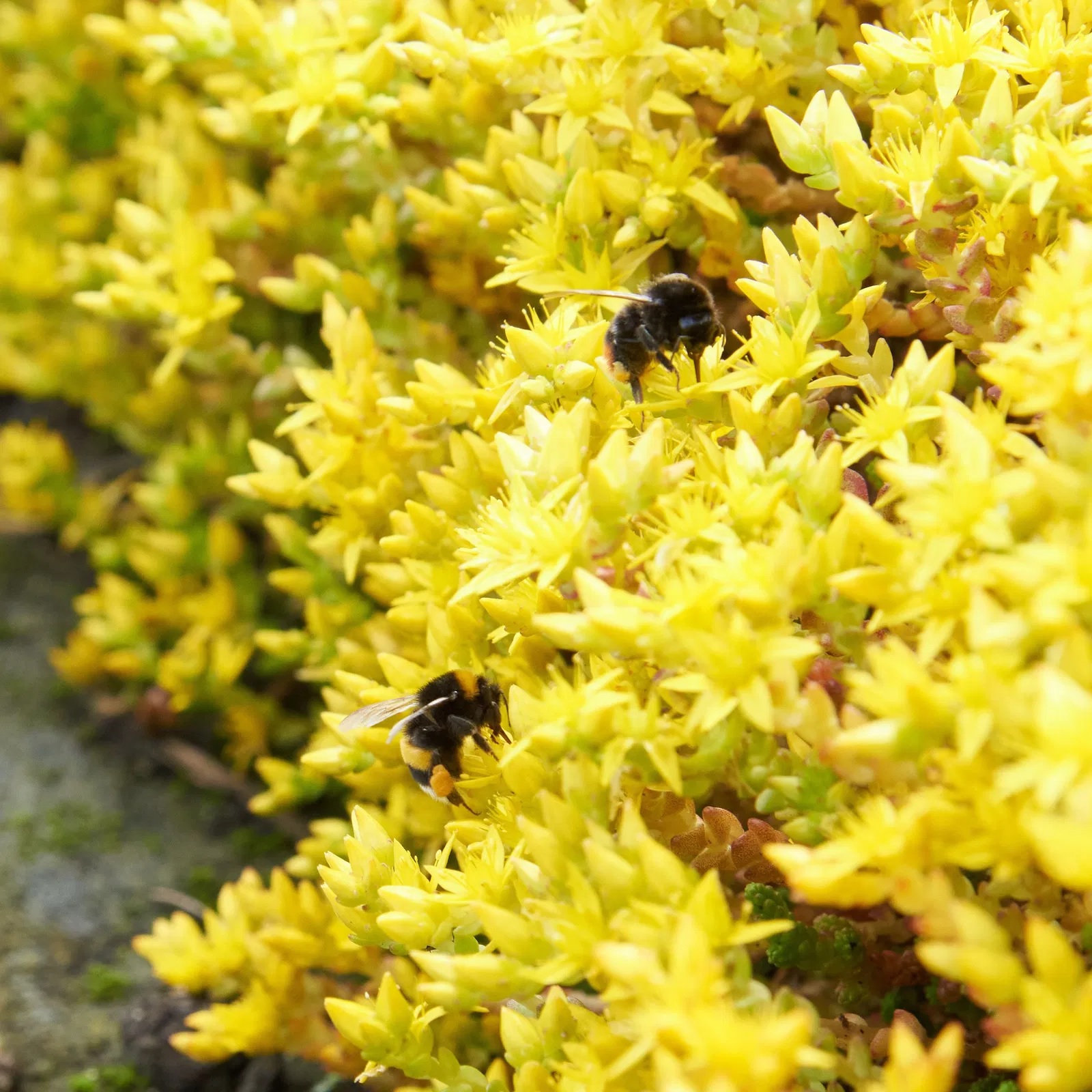 Scharfer Mauerpfeffer