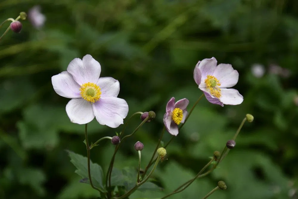 Filzige Herbst Anemone Robustissima