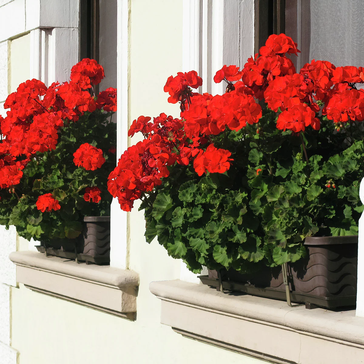 Geranie, rot