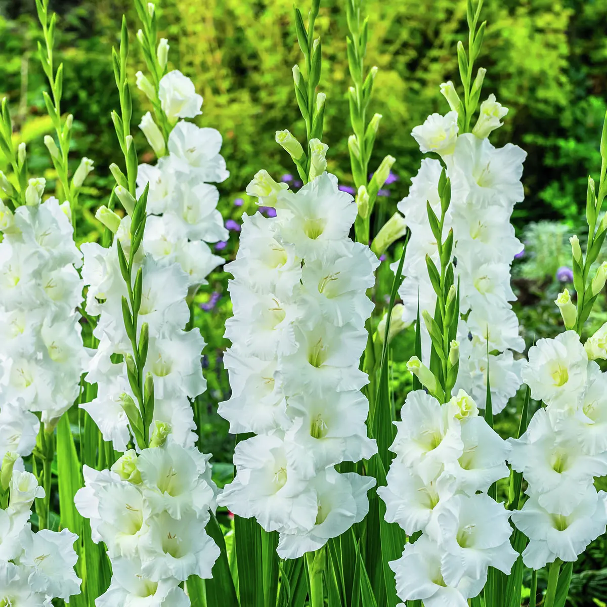 Gladiole Blondy
