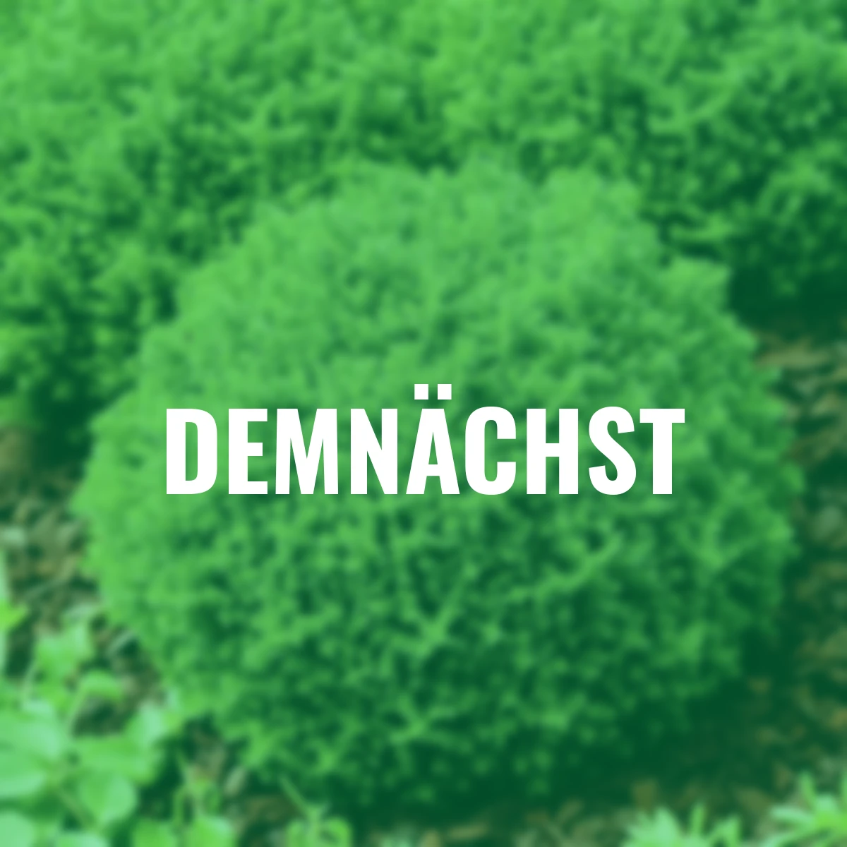 Hebe Greenboys® Bob