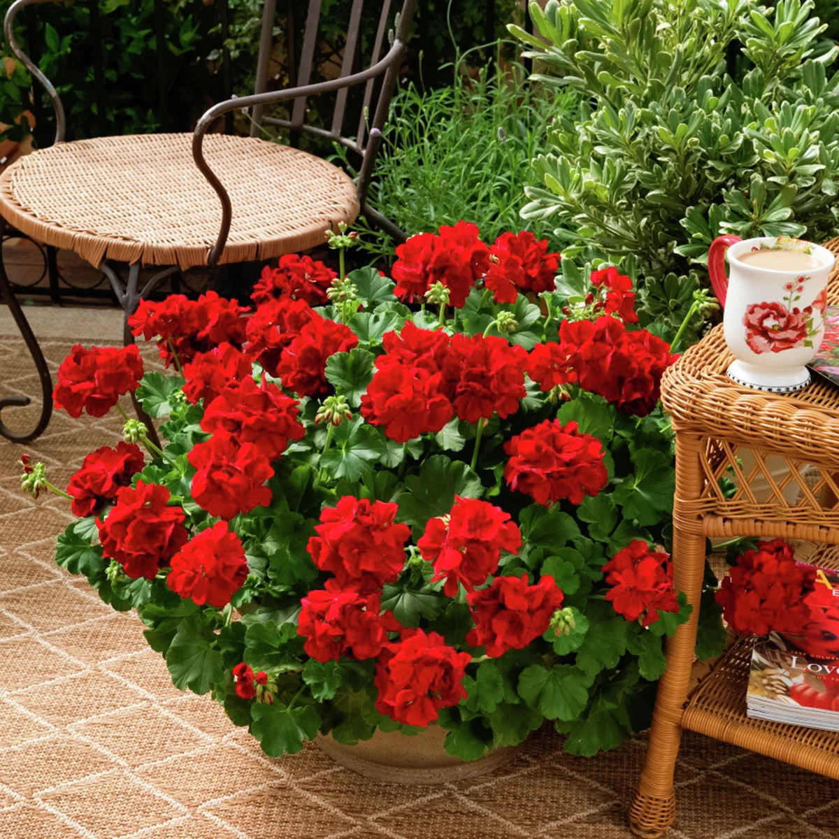 Calliope® Geranie Dark Red