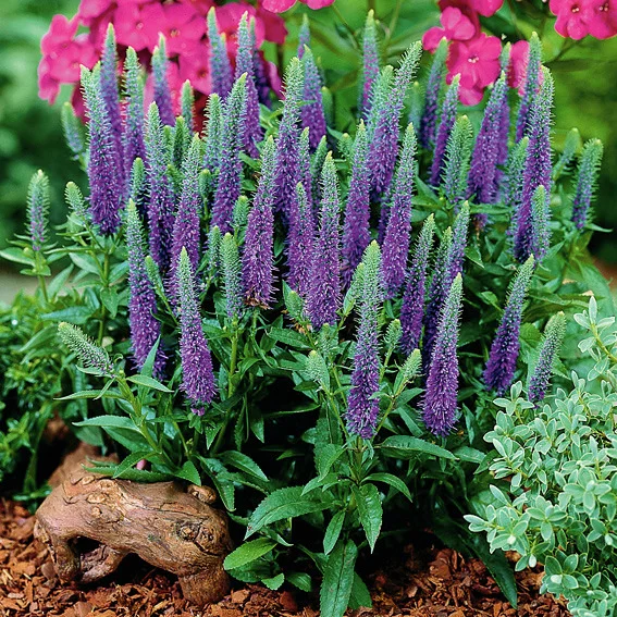 Zwerg-Veronica Ulster Blue Dwarf