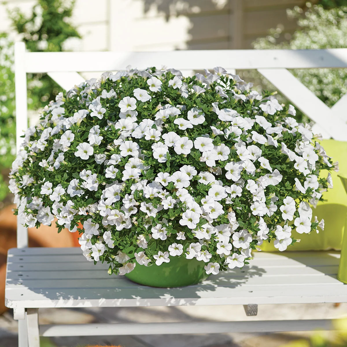 Zauberglöckchen, weiß