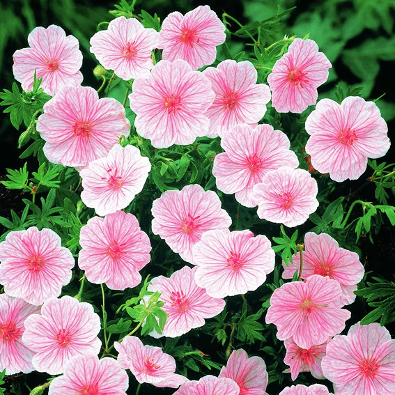 Storchschnabel Marathon-Geranie