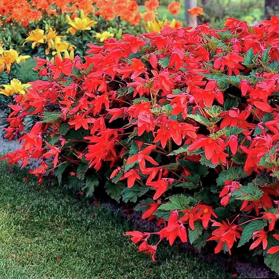 Bauernbegonie bertini