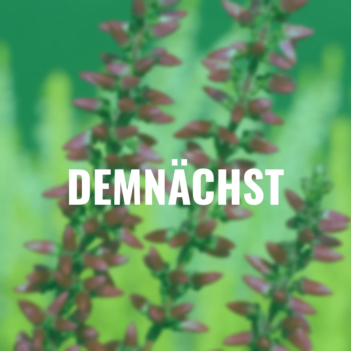 Knospenheide Gardengirls® , rot