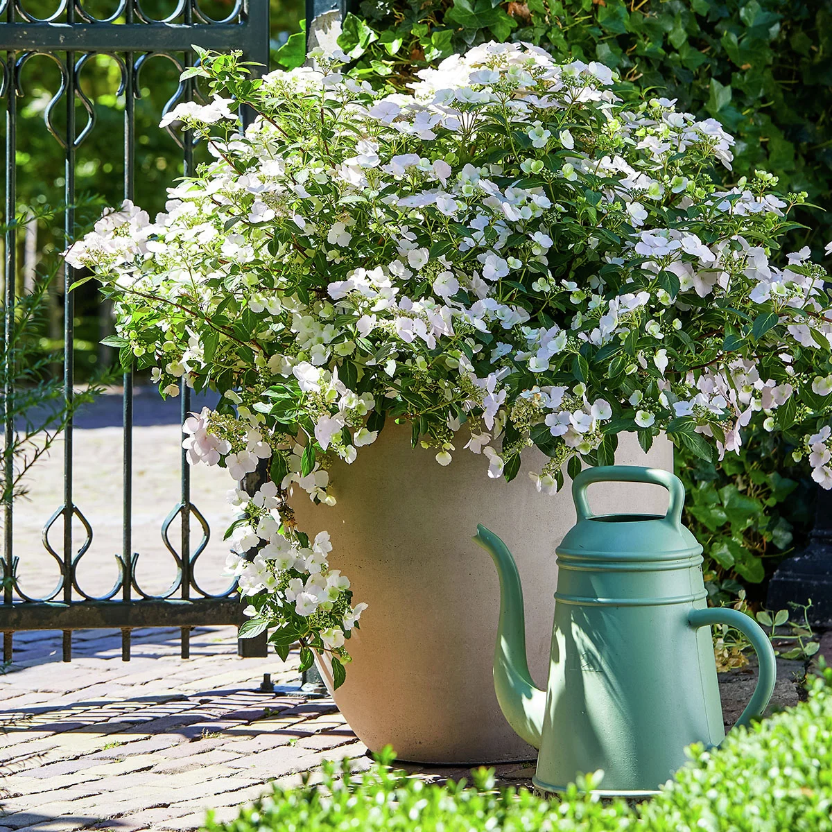 Girlanden-Hortensie Runaway Bride ® Snow White, im ca. 20 cm Topf