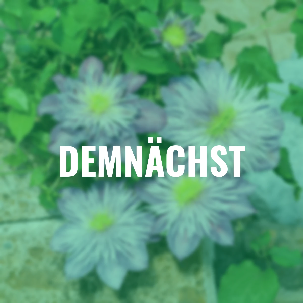 Clematis Crystal Fountain(TM)