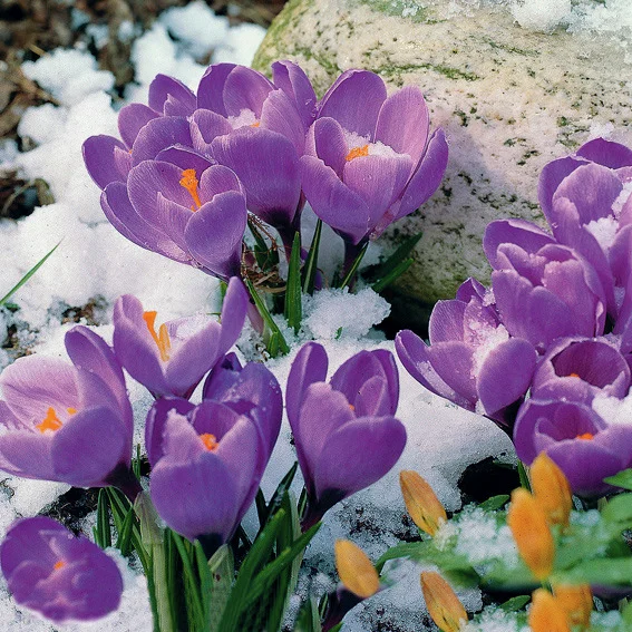 Gartenkrokus-Mischung Krokuswiese Blaue Symphonie