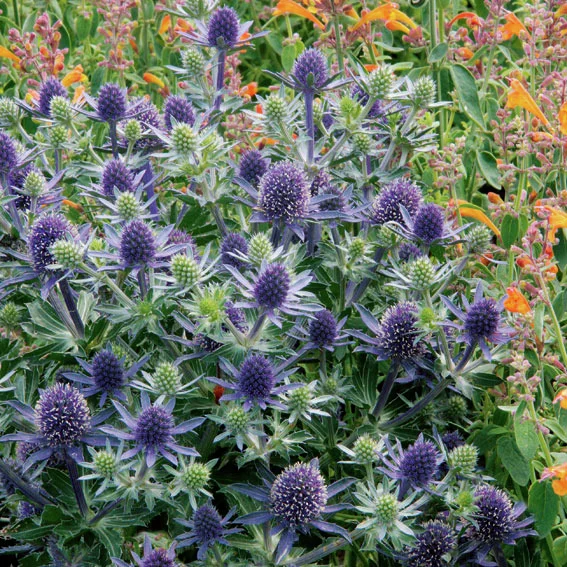 Blaue Edeldistel