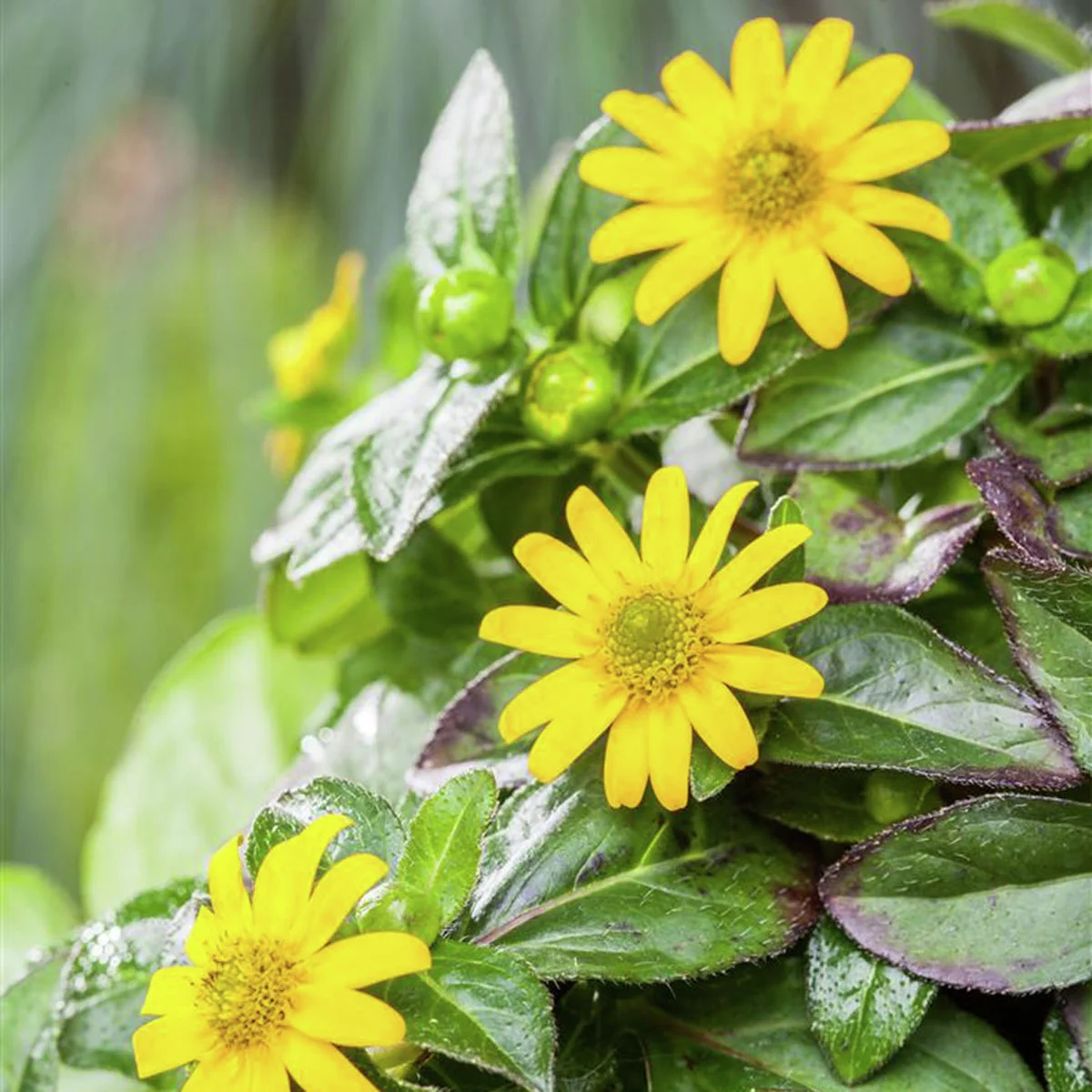 Gelbes Husarenknöpfchen