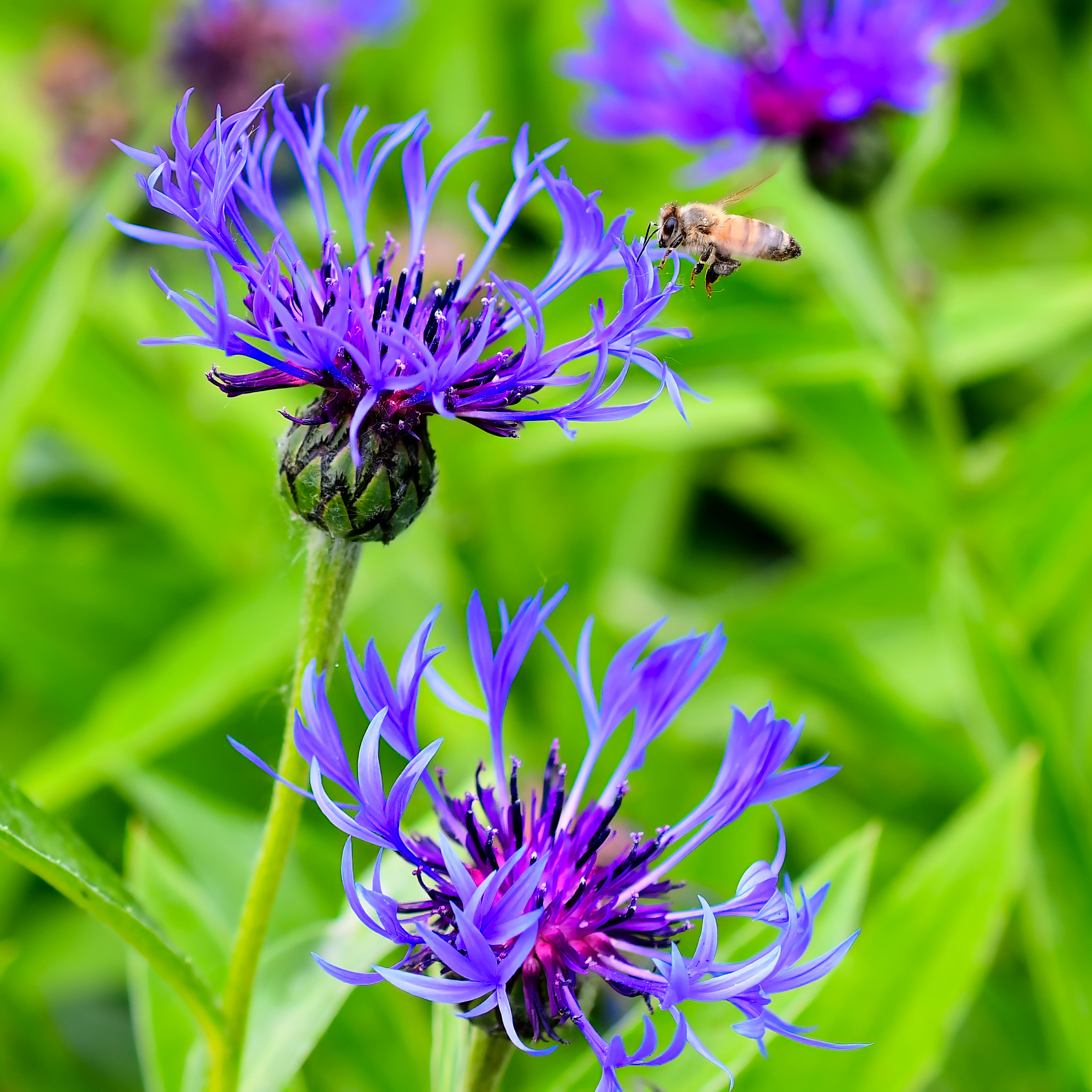 Berg Flockenblume