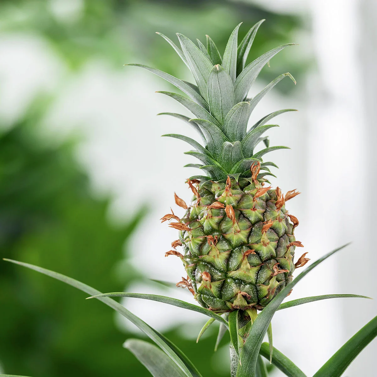 Zierananas Champaca, im ca. 14 cm-Topf