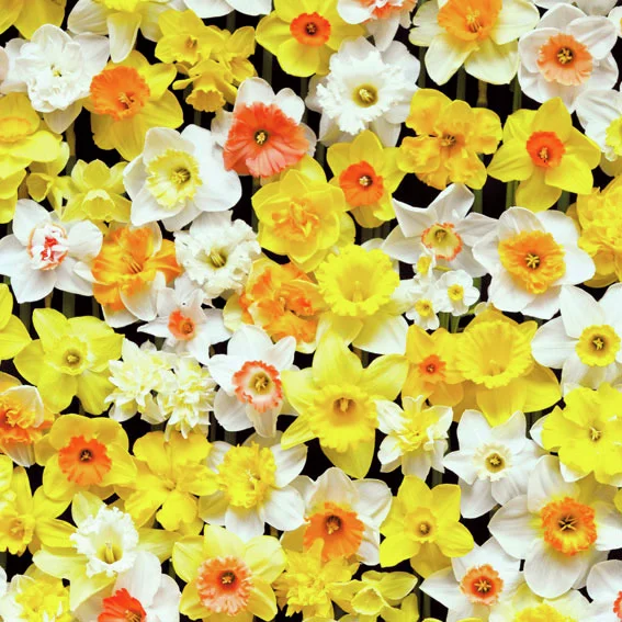 Narzissen-Mischung The Daffodil 10
