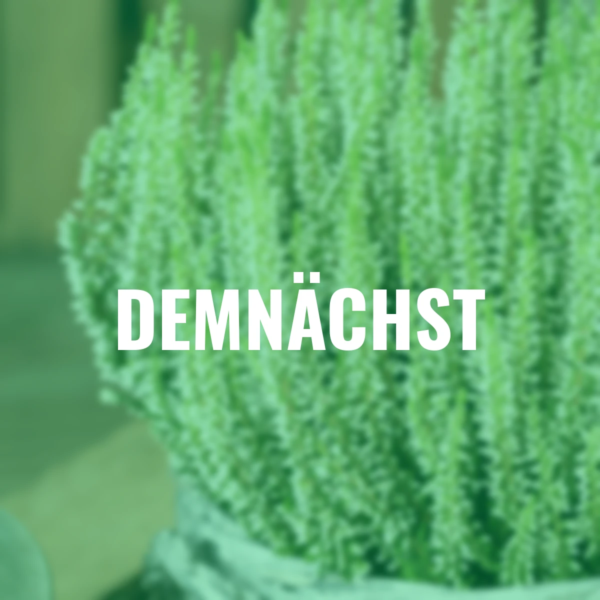 Weiße Knospenheide Beauty Ladies