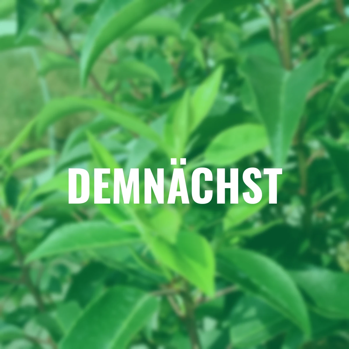 Portugiesischer Kirschlorbeer