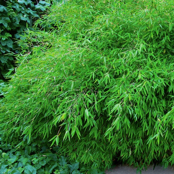 Schirmbambus Great Wall