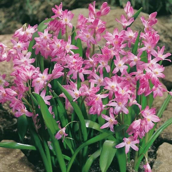 Schneeglanz Pink Giant