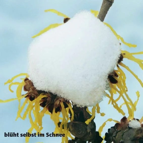 Zaubernuss Westerstede, gelb