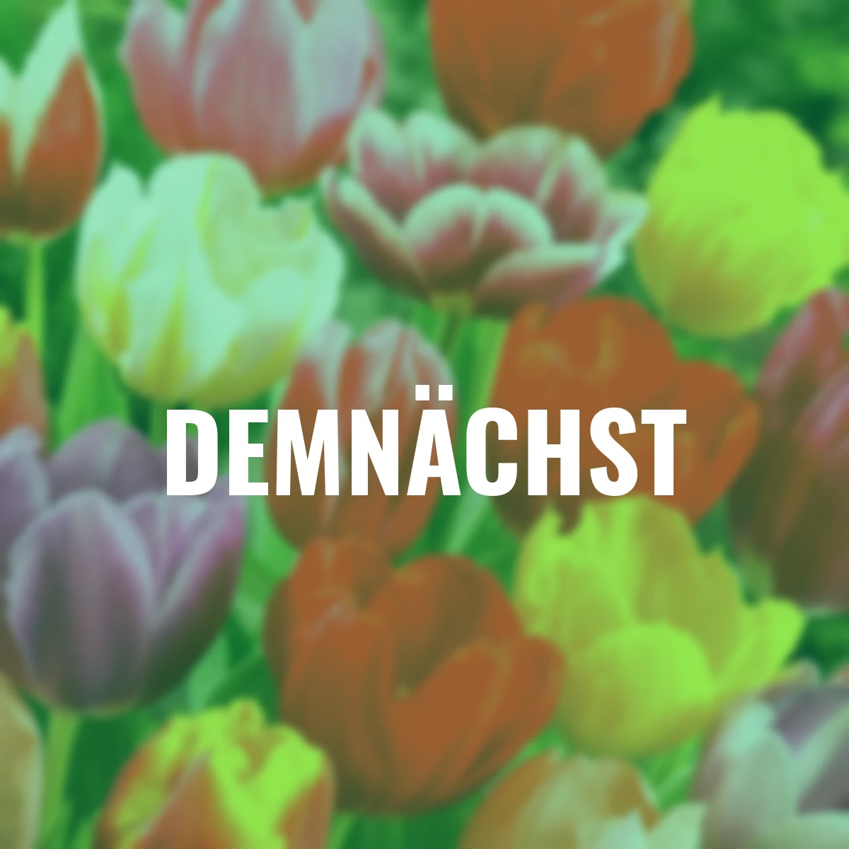 Blumenzwiebel-Set Colorful Triumphators