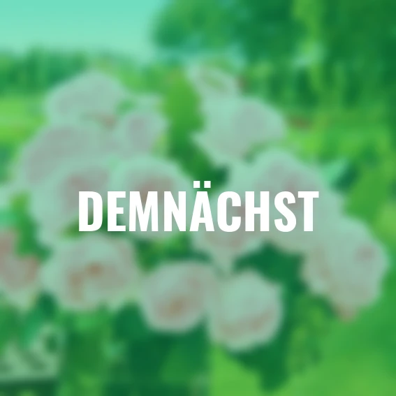 Rose Meister-Rose®  Jubilee