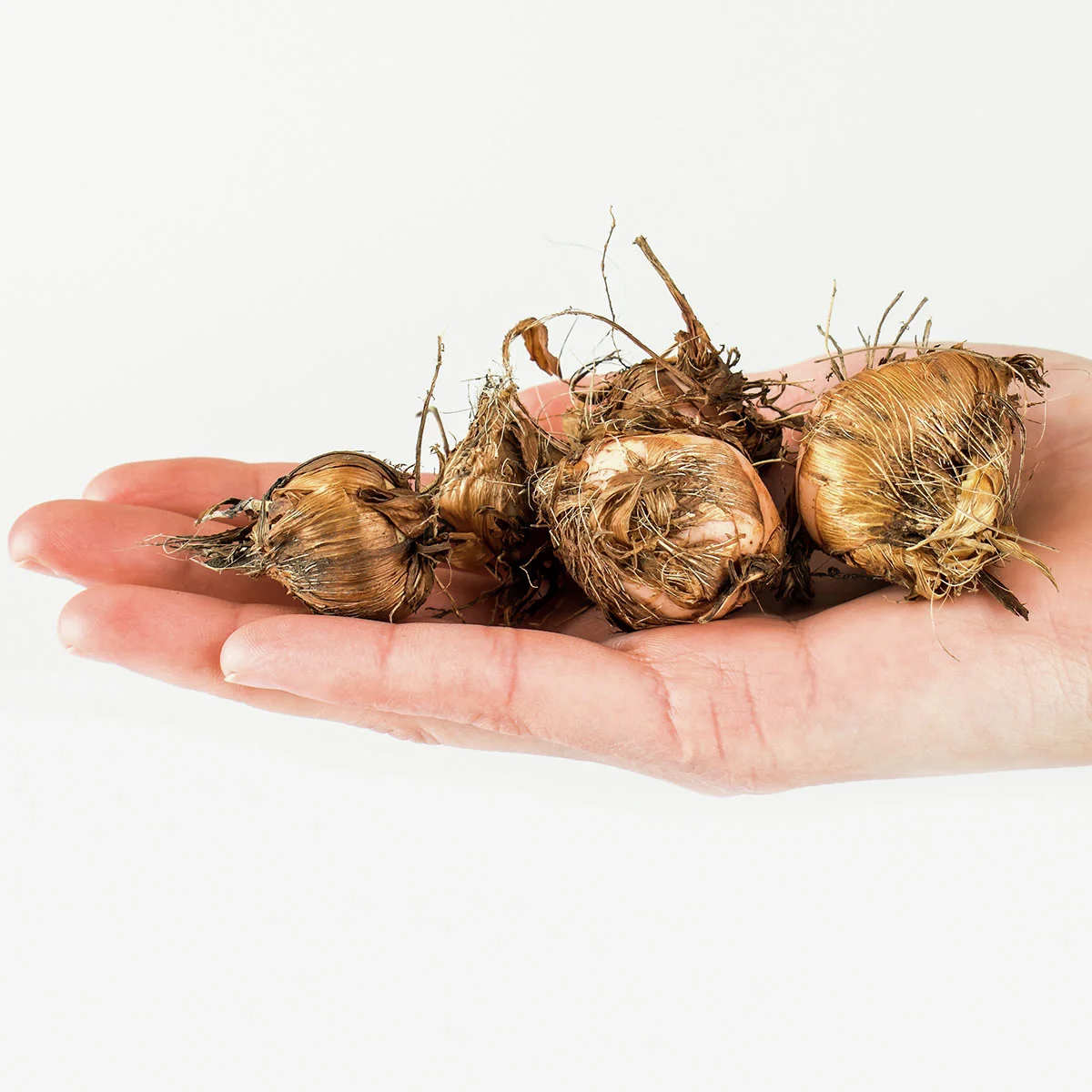 Montbretie Star of the East