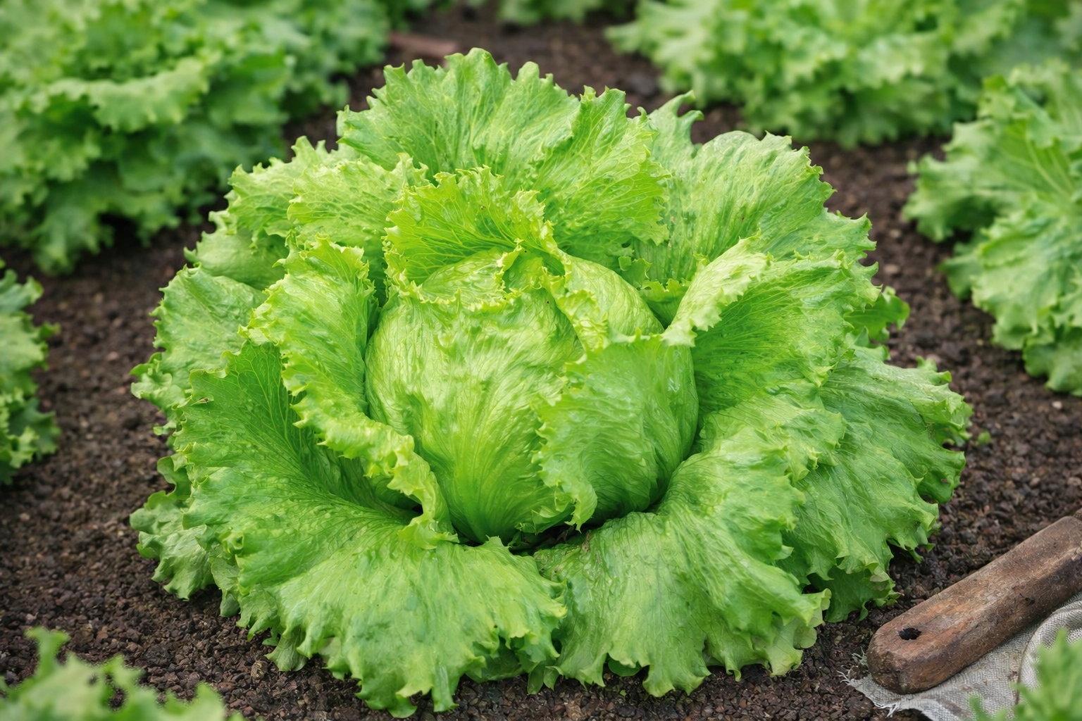 Eissalat Great Lakes 118