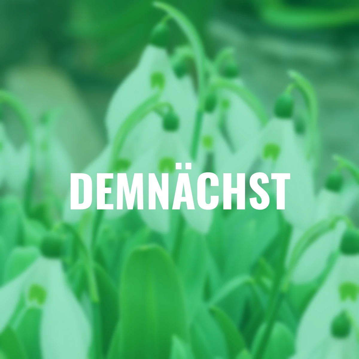 Riesen-Schneeglöckchen Mount Everest