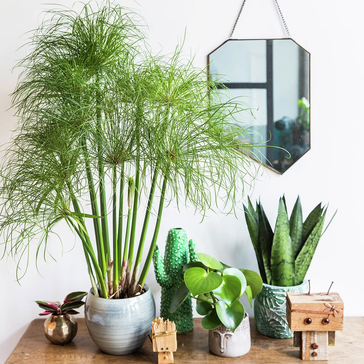 Papyrusgras Nofretete, Höhe ca. 30-40  cm