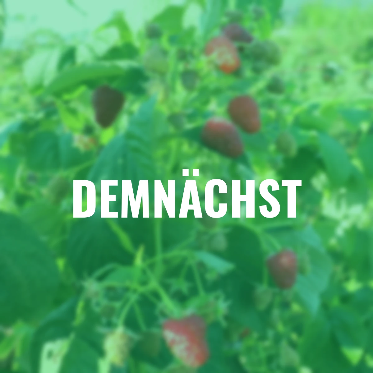 Himbeere Schlaraffia® Plentiful