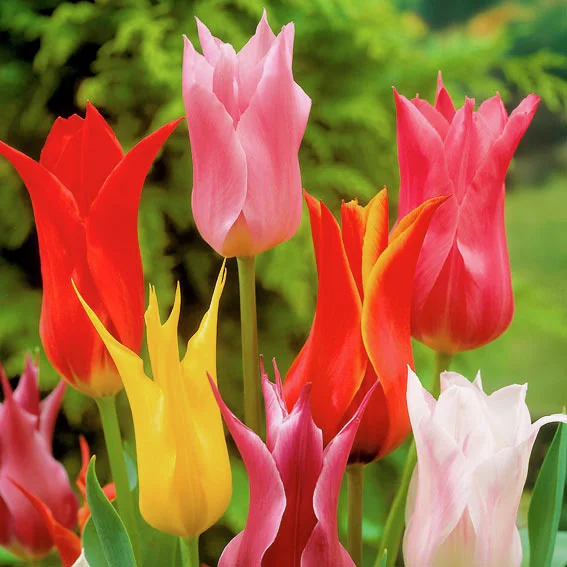 Mischung lilienblütige Tulpen
