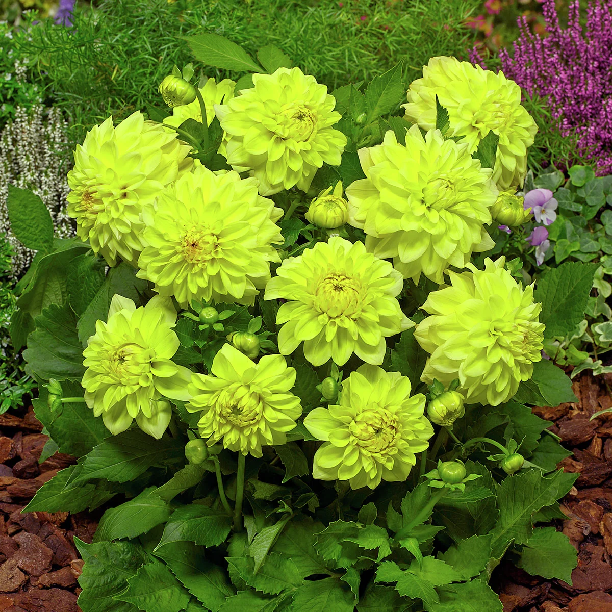 Set Schmuckdahlien Go-Go Beet-Dahlien