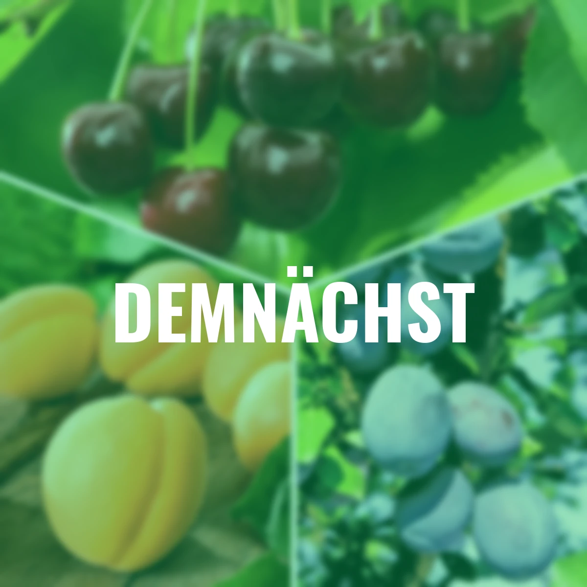 Set Säulen-Obst-Traum, im jeweils 23 cm-Topf