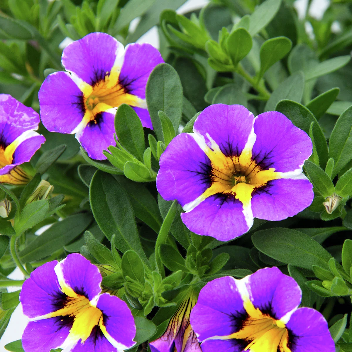 Zauberglöckchen, gesternt, violett-weiß-gelb