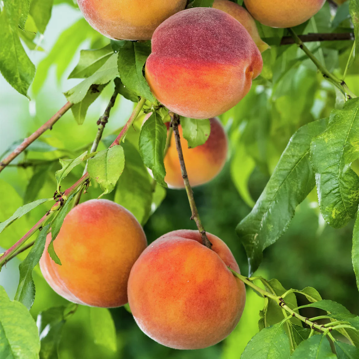 Säulen-Pfirsich Aida