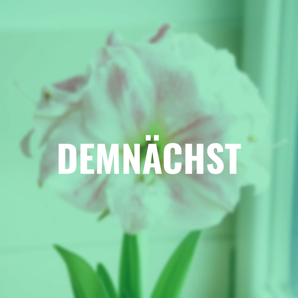 Amaryllis Cherry Bloss