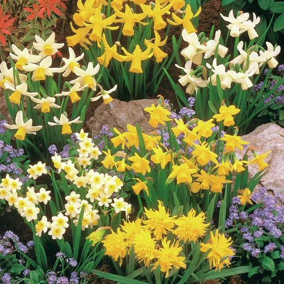 Blumenzwiebel-Set Miniatur-Narzissen
