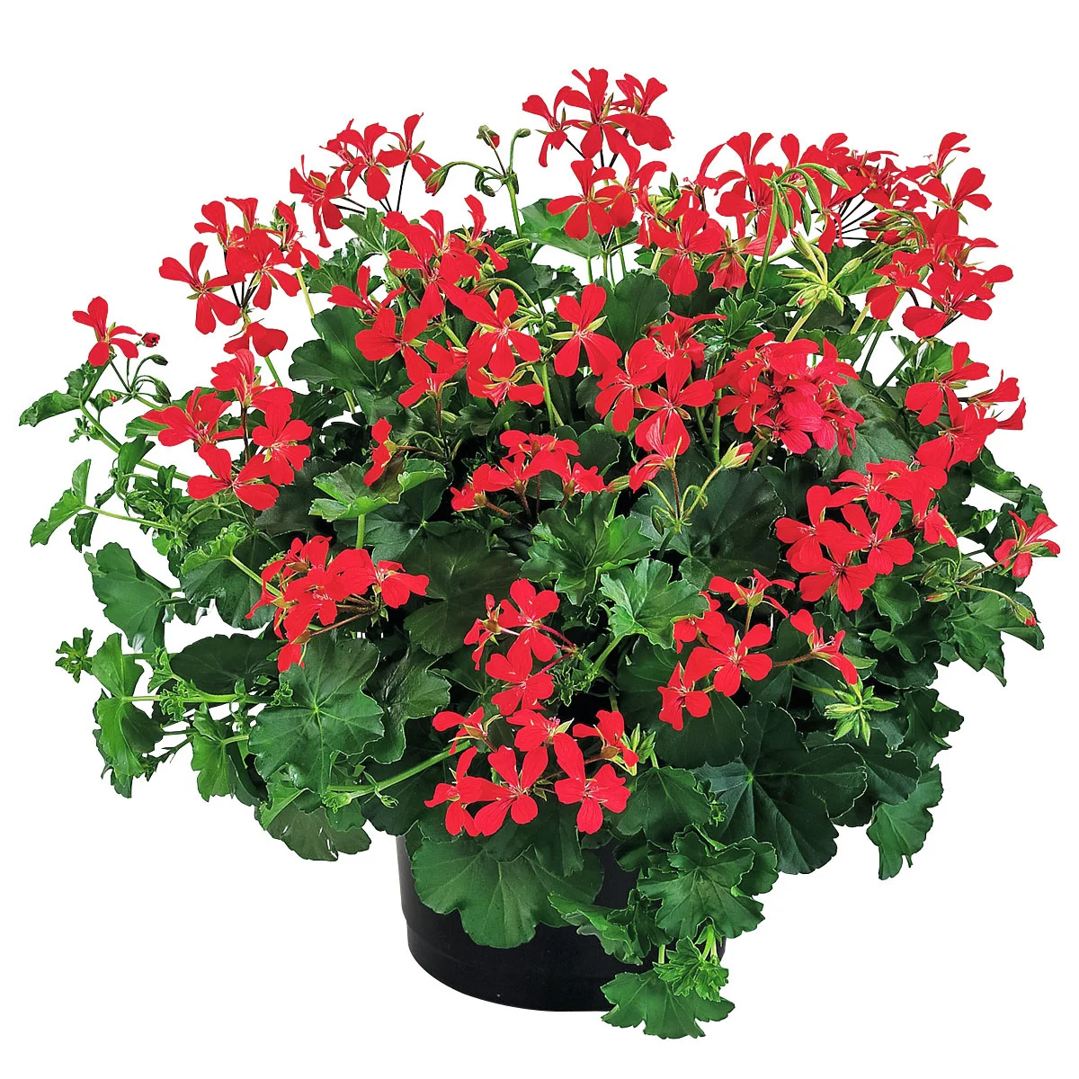 Hänge-Geranie Ville de Paris, rot