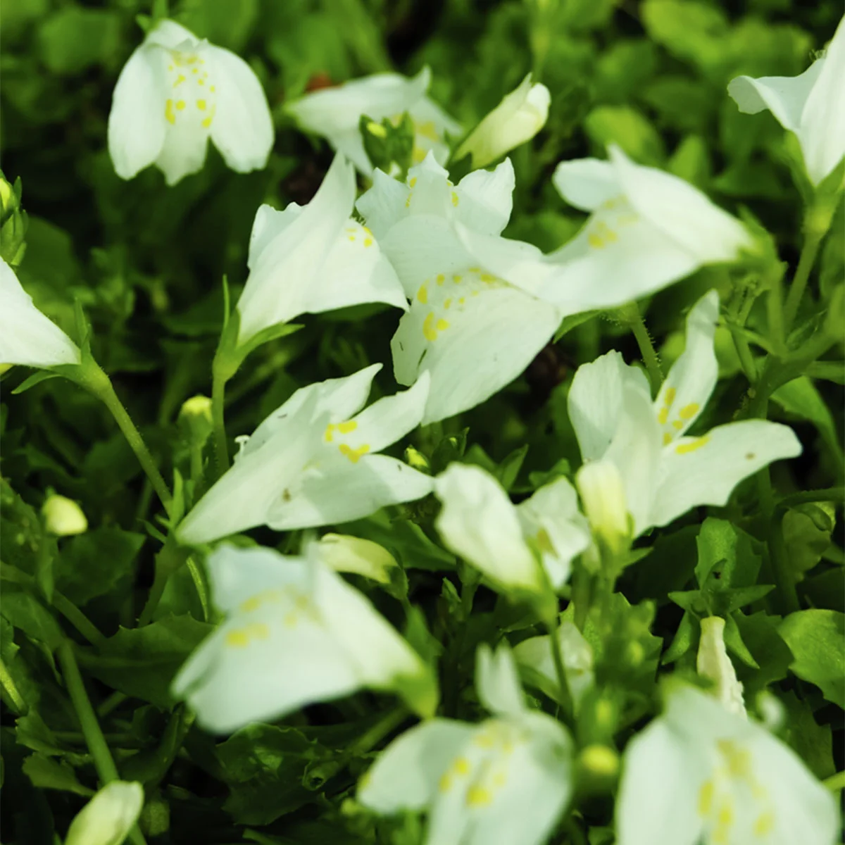 Lippenmäulchen, weiss